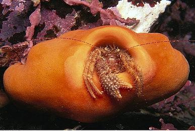 Steam最新一周销量榜 《星空》再次登顶达成二连冠